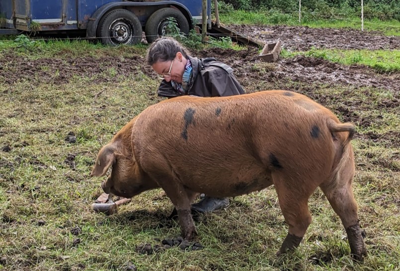 Ophelie Menant pig